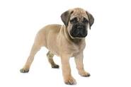 Image of Bull mastiff posted on 2022-03-13 14:06:50 from Hyderabad